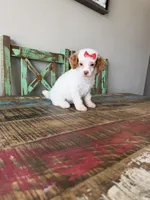 Akc Clear 🧬 Tested Chocolate Phantom Parti Girl 🩷, a female Poodle - Miniature  for sale in Campbell, TX – 6 of 10