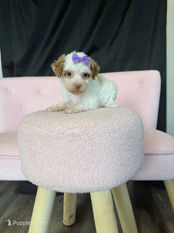 Akc Clear 🧬 tested Chocolate Phantom Parti Girl  – Poodle - Miniature  puppy for sale in Campbell, TX