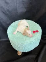 Akc Clear 🧬 tested Chocolate Phantom Parti , a female Poodle - Miniature  for sale in Campbell, TX – 7 of 10