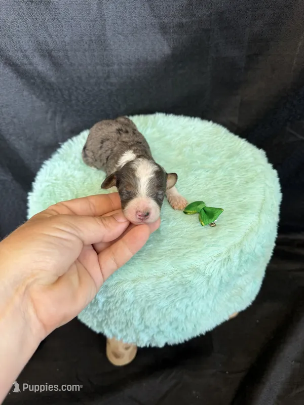 Akc Clear 🧬 tested Blue Merle Phantom Parti Girl – Poodle - Miniature  puppy for sale in Campbell, TX