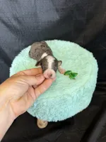 Akc Clear 🧬 tested Blue Merle Phantom Parti Girl, a female Poodle - Miniature  for sale in Campbell, TX – 1 of 10
