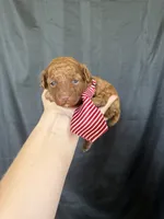 Akc 🧬 Clear Red bb Boy 💙, a male Poodle - Toy  for sale in Campbell, TX – 4 of 10