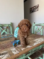 Akc Clear 🧬 Tested Red Poodle Boy 💙 bb, a male Poodle - Toy  for sale in Campbell, TX – 7 of 10
