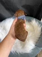 Akc Bred color Red Boy!, a male Poodle - Toy  for sale in Campbell, TX – 8 of 10