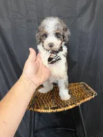 Akc Clear 🧬 Tested Blue Merle Phantom Parti 💙, a male Poodle - Miniature  for sale in Campbell, TX – 10 of 10