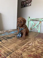 Akc Red Toy Poodle Boy, a male Poodle - Toy  for sale in Campbell, TX – 8 of 10