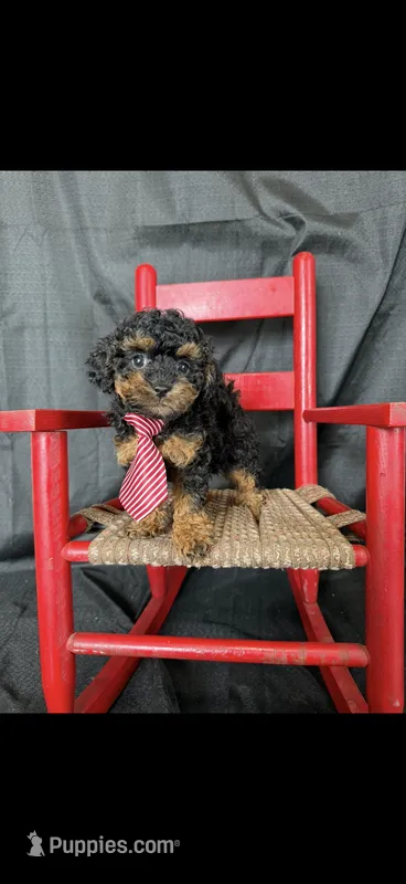 Akc Tiny Black Phantom Boy 💙 – Poodle - Toy  puppy for sale in Campbell, TX