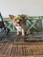 Merle Girl Pickle, a female Yorkshire Terrier for sale in Campbell, TX – 8 of 10