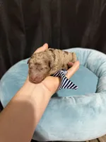 Akc Clear Chocolate Merle Phantom Blue Tie, a male Poodle - Miniature  for sale in Campbell, TX – 8 of 10