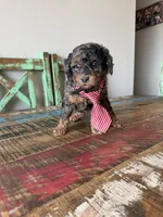 Akc Clear 🧬 Tested Blue Merle Phantom 💙, a male Poodle - Miniature  for sale in Campbell, TX – 5 of 10