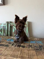 KB Chocolate Boy Rocky, a male Yorkshire Terrier for sale in Campbell, TX – 8 of 9