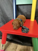Akc Red Toy Poodle Boy Blue Tie, a male Poodle - Toy  for sale in Campbell, TX – 5 of 9