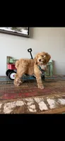 Meet Ollie! Akc Clear 🧬 At/At Ky/Ky b/b e/e N/S, a male Poodle - Miniature  for sale in Campbell, TX – 5 of 10