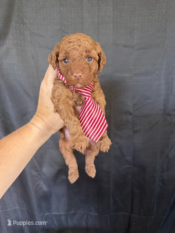 Akc 🧬 Clear Red bb Boy 💙 – Poodle - Toy  puppy for sale in Campbell, TX