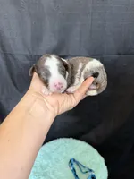 Akc Clear 🧬 tested Blue Merle Phantom Parti Boy Blue Tie, a male Poodle - Miniature  for sale in Campbell, TX – 1 of 10