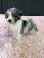 Akc Clear 🧬 Tested Blue Merle Phantom Parti 🩷, a female Poodle - Miniature  for sale in Campbell, TX – 1 of 10