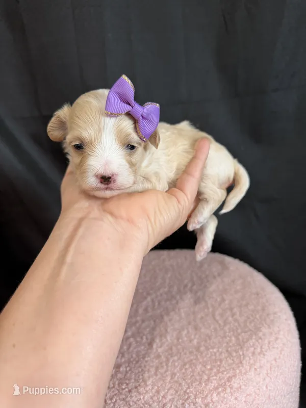 Maltipoo! Purple Bow 💜 – Maltipoo puppy for sale in Campbell, TX