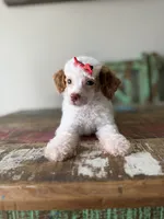 Akc Clear 🧬 Tested Chocolate Phantom Parti Girl 🩷, a female Poodle - Miniature  for sale in Campbell, TX – 2 of 10