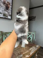 Akc Clear 🧬 Tested Blue Merle Phantom Parti Partial Blue eye, a female Poodle - Miniature  for sale in Campbell, TX – 3 of 10