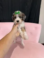 Akc Clear 🧬 Tested Blue Merle Phantom Parti 🩷, a female Poodle - Miniature  for sale in Campbell, TX – 4 of 10