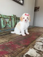 Akc Clear 🧬 Tested Chocolate Phantom Parti 🩷, a female Poodle - Miniature  for sale in Campbell, TX – 10 of 10