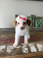 Akc Clear 🧬 Tested Chocolate Phantom Parti Girl 🩷, a female Poodle - Miniature  for sale in Campbell, TX – 5 of 10