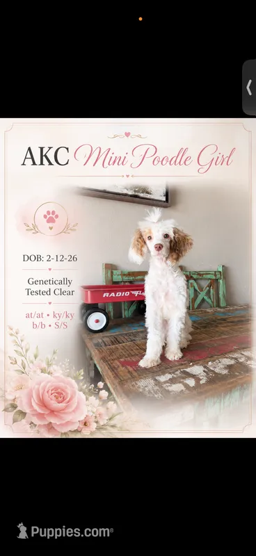Akc Clear 🧬 Tested Chocolate Phantom Parti 🩷 – Poodle - Miniature  puppy for sale in Campbell, TX