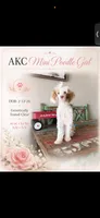 Akc Clear 🧬 Tested Chocolate Phantom Parti 🩷, a female Poodle - Miniature  for sale in Campbell, TX – 1 of 10