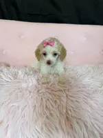 Akc Clear 🧬 Tested Chocolate Phantom Parti, a female Poodle - Miniature  for sale in Campbell, TX – 5 of 10