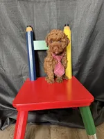 Akc Clear Red Toy Poodle Boy 💙 Brown Based, a male Poodle - Toy  for sale in Campbell, TX – 5 of 10