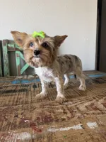 Merle Girl Pickle, a female Yorkshire Terrier for sale in Campbell, TX – 7 of 10