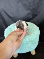 Akc Clear 🧬 tested Blue Merle Phantom Parti Boy Blue Tie, a male Poodle - Miniature  for sale in Campbell, TX – 4 of 10