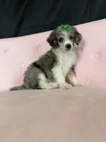 Akc Clear 🧬 Tested Blue Merle Phantom Parti with Blue eye, a female Poodle - Miniature  for sale in Campbell, TX – 2 of 10