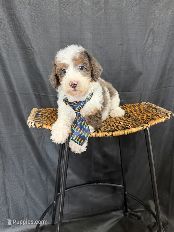 Akc Clear 🧬 Tested Blue Merle Phantom Parti 💙 – Poodle - Miniature  puppy for sale in Campbell, TX