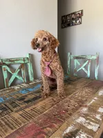 Akc 🧬 Clear Bred the Color Red Boy, a male Poodle - Miniature  for sale in Campbell, TX – 4 of 6