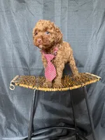 Akc Clear Red Toy Poodle Boy 💙 Brown Based, a male Poodle - Toy  for sale in Campbell, TX – 8 of 10