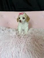 Akc Clear 🧬 Tested Chocolate Phantom Parti, a female Poodle - Miniature  for sale in Campbell, TX – 7 of 10