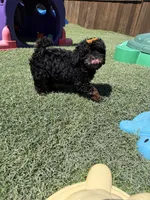 Akc Clear 🧬 Black Phantom Girl 🩷, a female Poodle - Miniature  for sale in Campbell, TX – 7 of 10