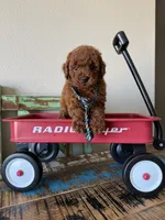 Akc Red Poodle Boy 💙, a male Poodle - Toy  for sale in Campbell, TX – 4 of 10