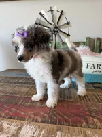 Akc Clear 🧬 Tested Blue Merle Phantom Parti 🩷, a female Poodle - Miniature  for sale in Campbell, TX – 3 of 10