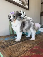 Akc Clear 🧬 Tested Blue Merle Phantom Parti 🩷, a female Poodle - Miniature  for sale in Campbell, TX – 9 of 10