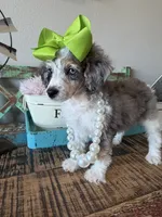 Akc Clear 🧬 Tested Blue Merle Phantom Parti 🩷, a female Poodle - Miniature  for sale in Campbell, TX – 6 of 10