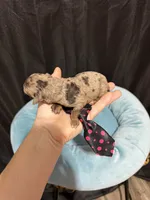 Akc Clear Chocolate Merle Phantom Black Tie, a male Poodle - Miniature  for sale in Campbell, TX – 2 of 10