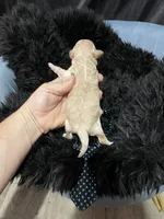 Maltipoo Boy 💙, a male Maltipoo for sale in Campbell, TX – 7 of 7