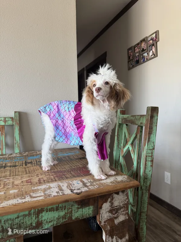 Akc Clear 🧬 Tested Chocolate Phantom Parti 🩷 – Poodle - Miniature  puppy for sale in Campbell, TX
