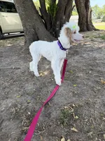 Akc Clear 🧬 Tested Chocolate Phantom Parti 🩷, a female Poodle - Miniature  for sale in Campbell, TX – 7 of 10