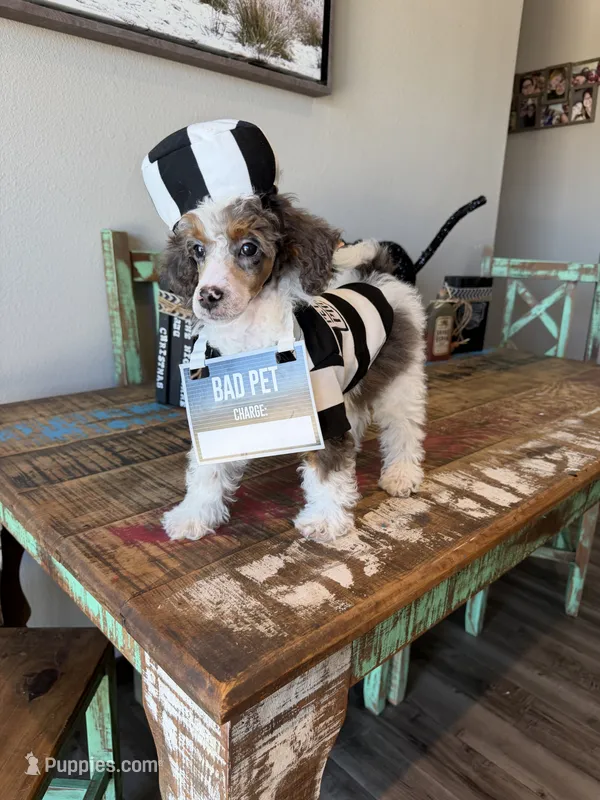 Akc Clear 🧬 Tested Blue Merle Phantom Parti- Carries Brown – Poodle - Miniature  puppy for sale in Campbell, TX