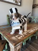 Akc Clear 🧬 Tested Blue Merle Phantom Parti- Carries Brown, a male Poodle - Miniature  for sale in Campbell, TX – 1 of 10