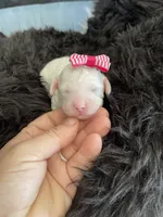 Akc Clear Girl, a female Poodle - Miniature  for sale in Campbell, TX – Photo 9 of 10