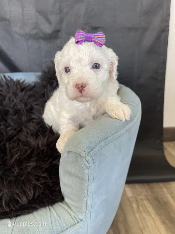 Akc Clear Girl – Poodle - Miniature  puppy for sale in Campbell, TX